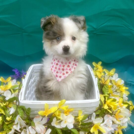 Australian Shepherd DOG Male Blue Merle 7091 Petland Pensacola, Florida