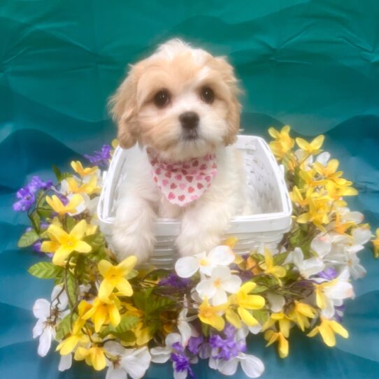 Cavachon-DOG-Female-Buff / White-7088-Petland Pensacola, Florida