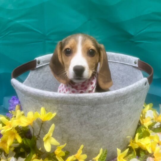 Beagle-DOG-Female-Black White / Tan-6975-Petland Pensacola, Florida