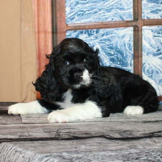 Cocker Spaniel-DOG-Female-Black / Blue Roan-7109-Petland Pensacola, Florida