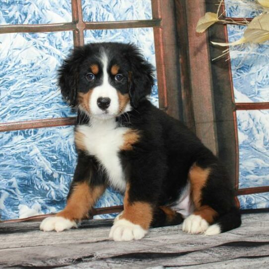 Bernese Mountain Dog DOG Female Black White / Tan 7111 Petland Pensacola, Florida