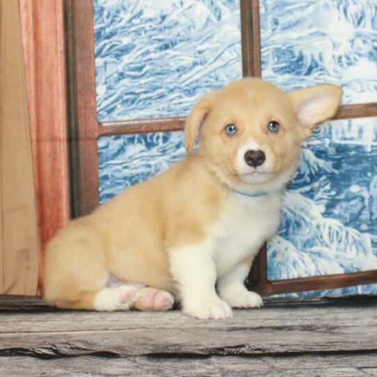 Pembroke Welsh Corgi DOG Male Red Merle / White 7114 Petland Pensacola, Florida