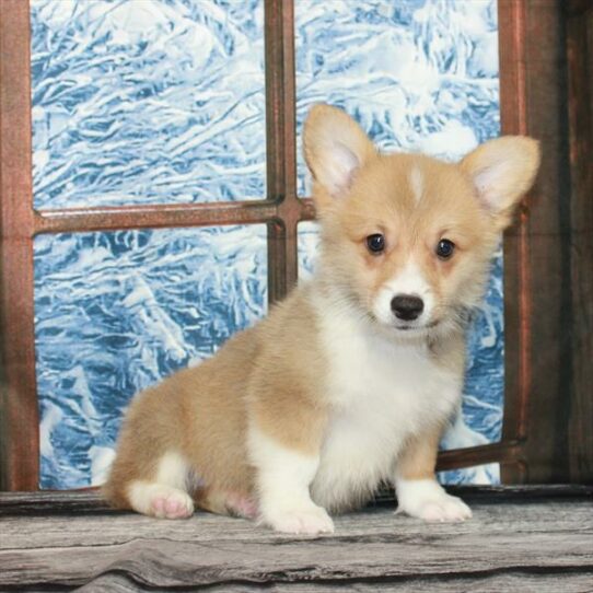 Pembroke Welsh Corgi-DOG-Female-Red / White-7115-Petland Pensacola, Florida