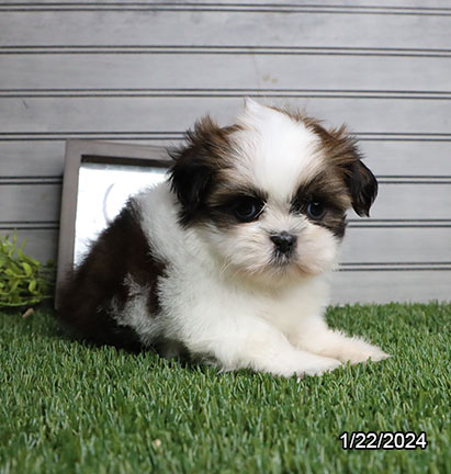 Shih Tzu DOG Female Gold / White 7116 Petland Pensacola, Florida