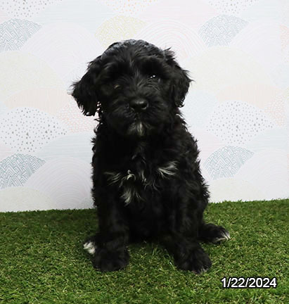 Portuguese Water Dog-DOG-Female-Black-7120-Petland Pensacola, Florida