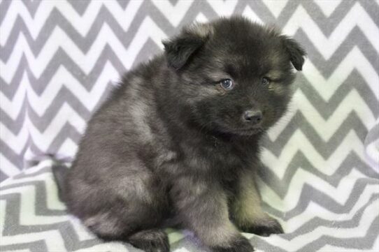 Keeshond-DOG-Male-Black / Silver-7122-Petland Pensacola, Florida