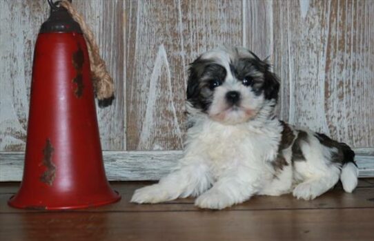 Havanese DOG Female Gold / White 7124 Petland Pensacola, Florida