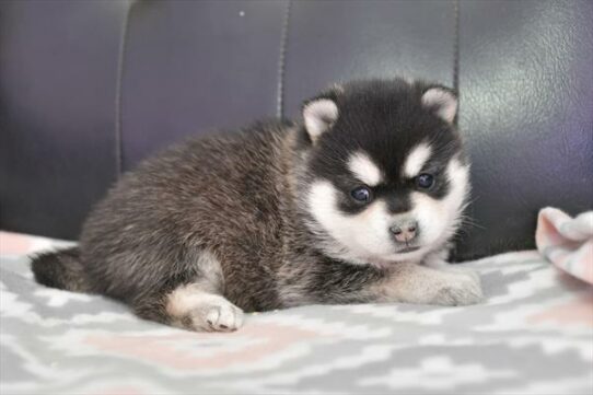 Alaskan Klee Kai-DOG-Female-Black / White-7125-Petland Pensacola, Florida