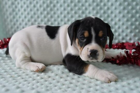 Beabull-DOG-Female-Black / White-7126-Petland Pensacola, Florida