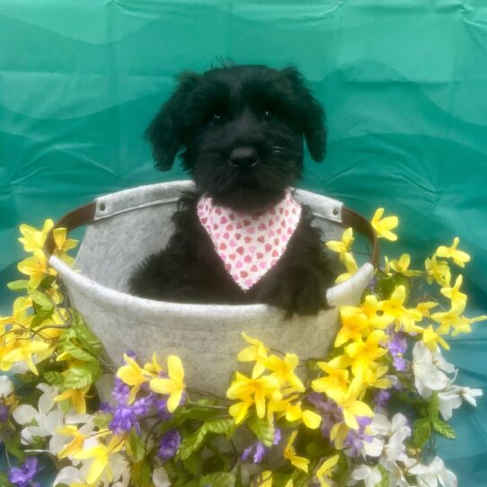 Giant Schnauzer-DOG-Male-Black-7118-Petland Pensacola, Florida