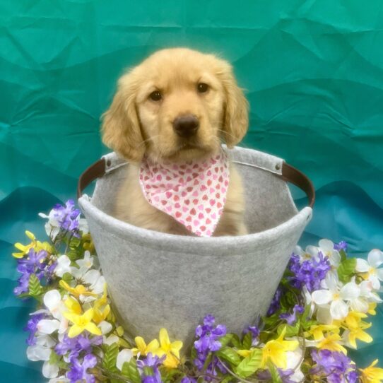 Golden Retriever-DOG-Female-Golden-7129-Petland Pensacola, Florida