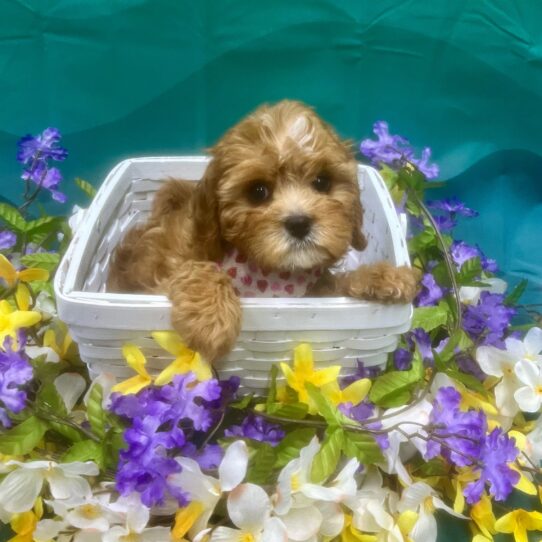 Cavapoo DOG Female Red 7130 Petland Pensacola, Florida