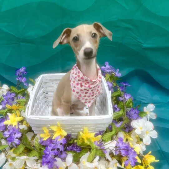 Italian Greyhound-DOG-Male-Blue Fawn-7121-Petland Pensacola, Florida