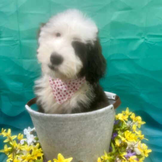 Old English Sheepdog-DOG-Male-Black / White-6931-Petland Pensacola, Florida