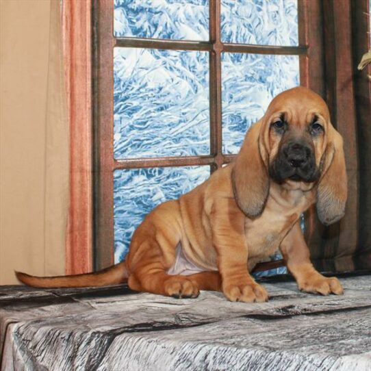 Bloodhound-DOG-Female-Red-7149-Petland Pensacola, Florida