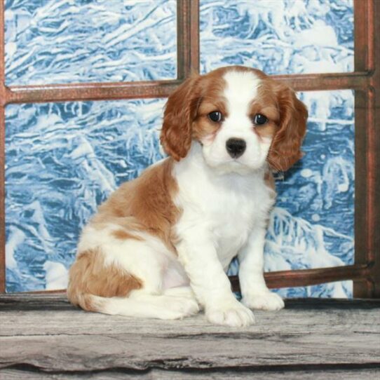 Cavalier King Charles Spaniel DOG Female Blenheim / White 7152 Petland Pensacola, Florida