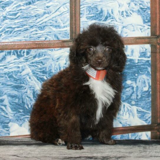 Poodle DOG Female Chocolate 7153 Petland Pensacola, Florida