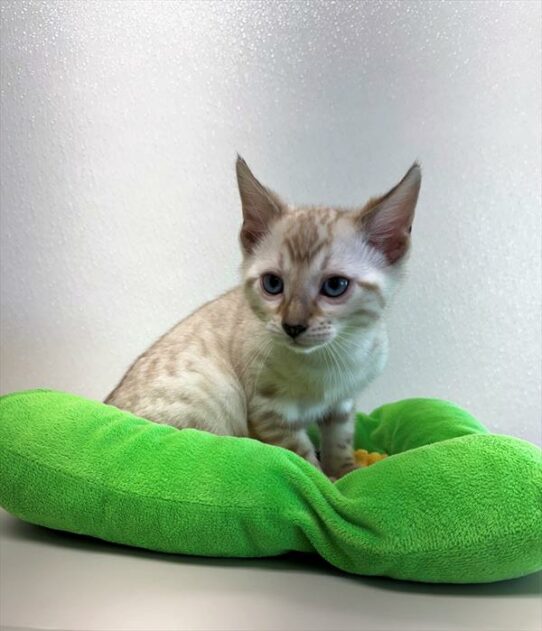 Bengal-KITTEN-Male-Seal Lynx-7156-Petland Pensacola, Florida