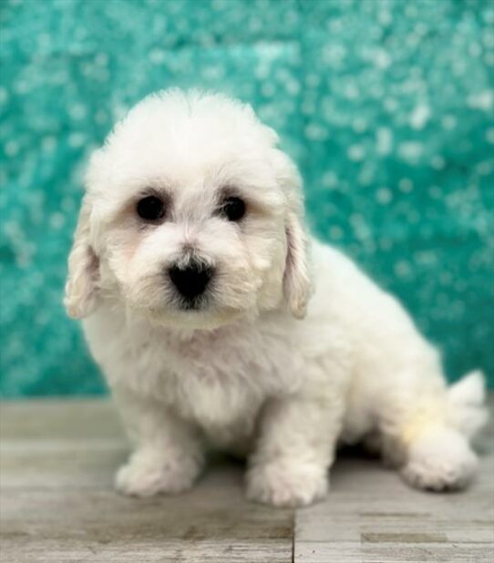 Bichon Frise-DOG-Male-White-7159-Petland Pensacola, Florida