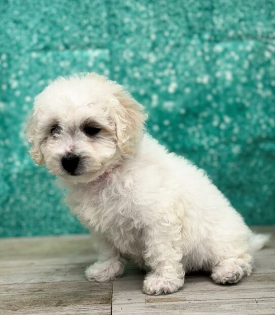 Bichon Frise-DOG-Female-White-7160-Petland Pensacola, Florida