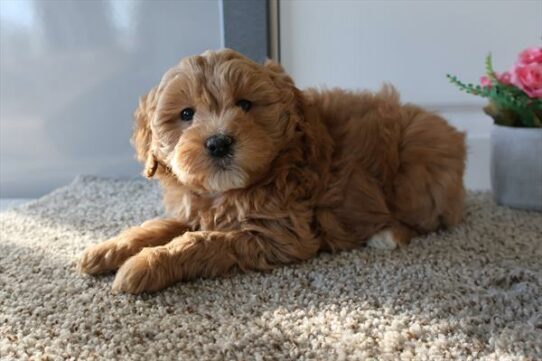 Mini Goldendoodle-DOG-Female-Red-7176-Petland Pensacola, Florida