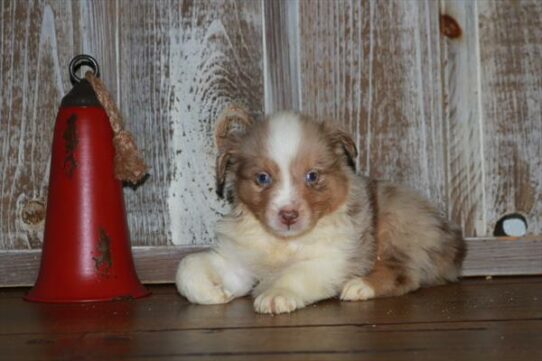 Miniature Australian Shepherd-DOG-Female-Red Merle-7178-Petland Pensacola, Florida