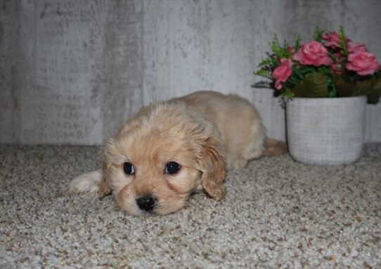 Cavachon-DOG-Female-Tan-7179-Petland Pensacola, Florida