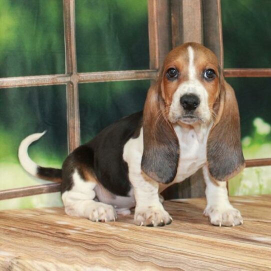 Basset Hound DOG Male Black White / Tan 7205 Petland Pensacola, Florida