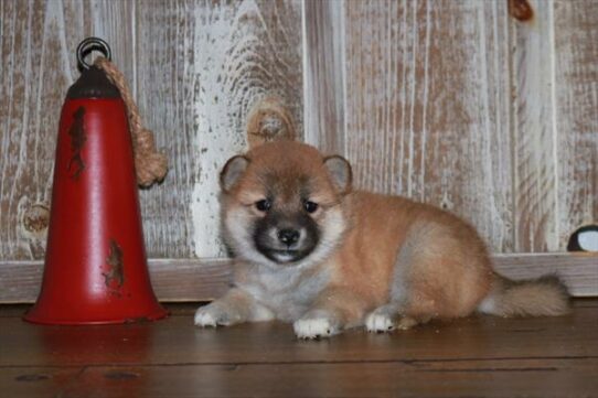 Shiba Inu DOG Female Red 7206 Petland Pensacola, Florida