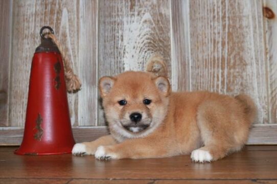 Shiba Inu DOG Male Red 7207 Petland Pensacola, Florida