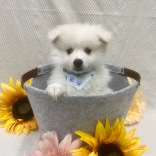 American Eskimo Dog-DOG-Male-White-7011-Petland Pensacola, Florida