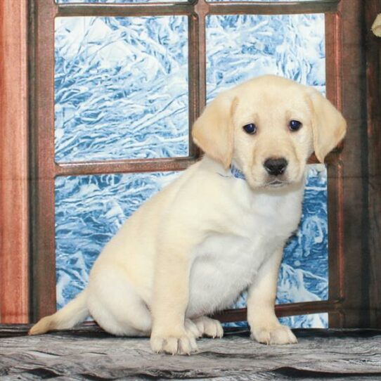 Labrador Retriever-DOG-Female-Yellow-7023-Petland Pensacola, Florida