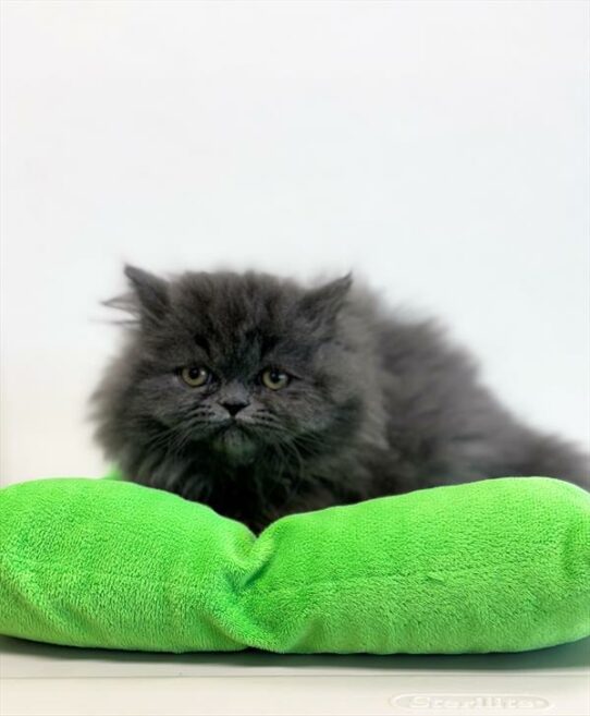 Persian-KITTEN-Male-Blue-7037-Petland Pensacola, Florida