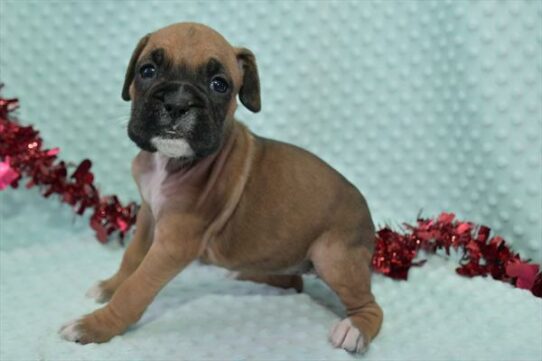 Boxer DOG Female Mahogany 7090 Petland Pensacola, Florida