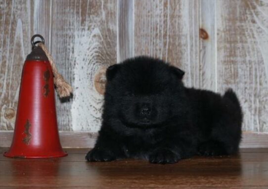 Chow Chow DOG Male Black 7095 Petland Pensacola, Florida