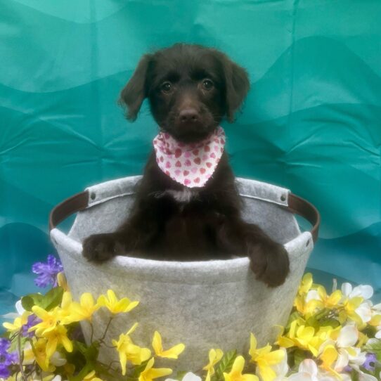 Mini Labradoodle-DOG-Female-Chocolate-7092-Petland Pensacola, Florida