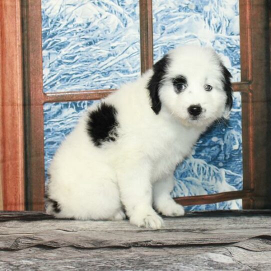 Aussiedoodle DOG Female White 7112 Petland Pensacola, Florida