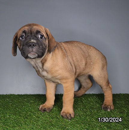 Cane Corso-DOG-Female-Black / Fawn-7117-Petland Pensacola, Florida