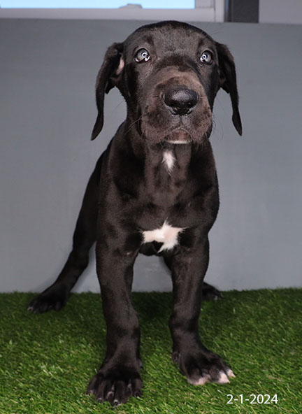 Great Dane-DOG-Female-Black-7119-Petland Pensacola, Florida