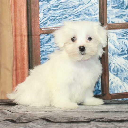 Maltese DOG Male White 7147 Petland Pensacola, Florida