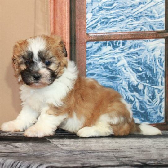 Teddy Bear-DOG-Male-White / Gold-7148-Petland Pensacola, Florida