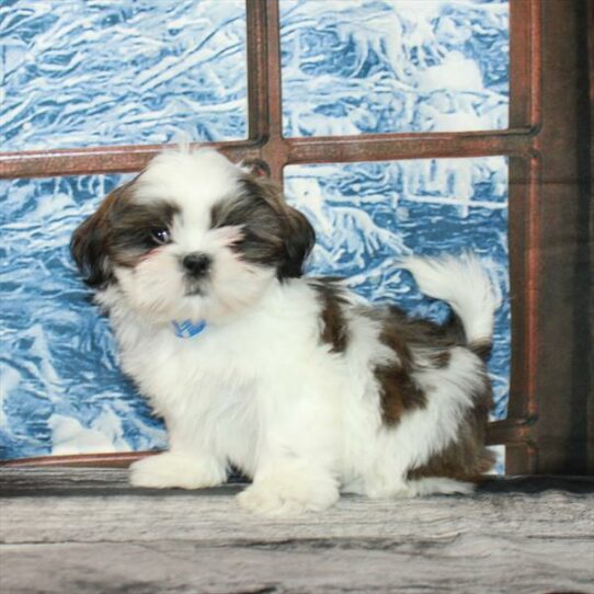 Shih Tzu-DOG-Male-White / Gold-7151-Petland Pensacola, Florida