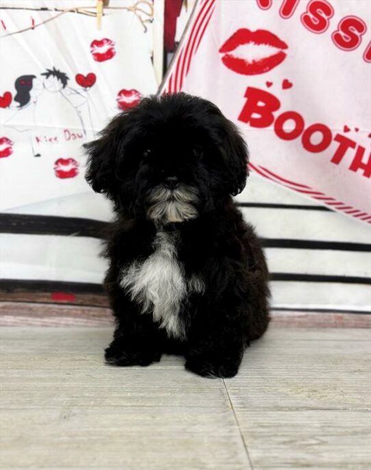 Shizapoo DOG Female Black 7154 Petland Pensacola, Florida