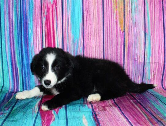 Border Collie-DOG-Female-Black / White-7155-Petland Pensacola, Florida