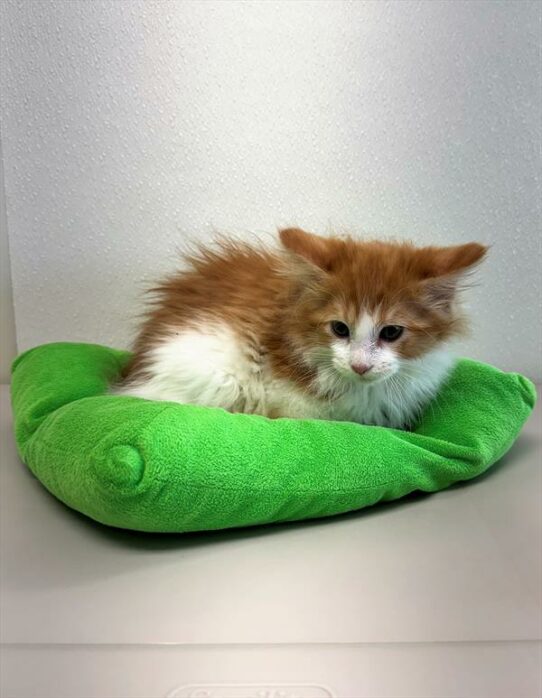 Maine Coon-KITTEN-Male-Red Classic Tabby / White-7158-Petland Pensacola, Florida