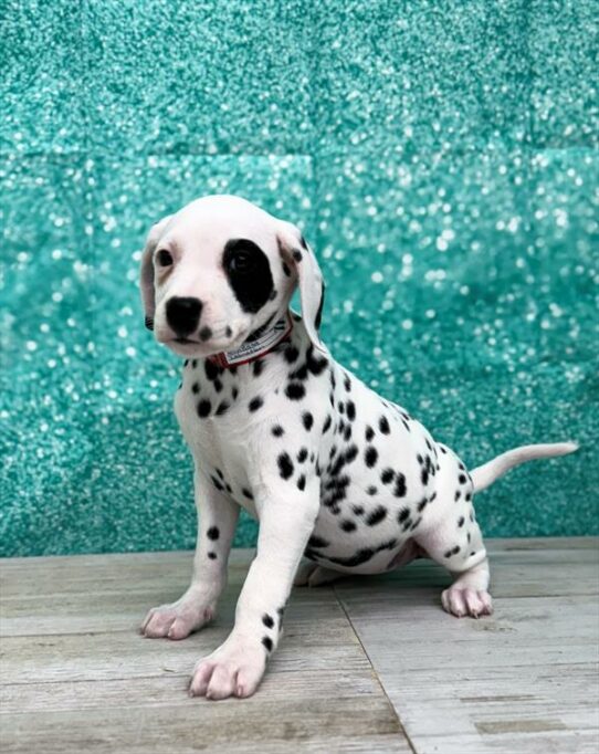 Dalmatian DOG Female White / Black 7161 Petland Pensacola, Florida