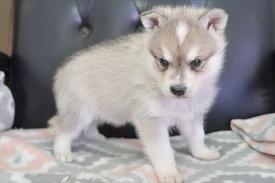 Alaskan Klee Kai-DOG-Male-Black / White-7177-Petland Pensacola, Florida