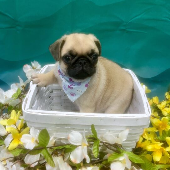 Pug DOG Male Fawn 7180 Petland Pensacola, Florida