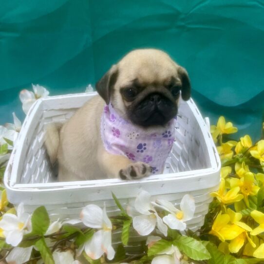 Pug-DOG-Female-Fawn-7181-Petland Pensacola, Florida