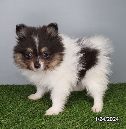 Pomeranian DOG Female Black / White 7196 Petland Pensacola, Florida